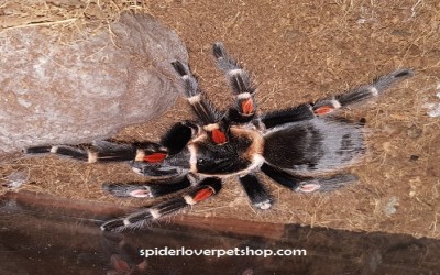 Brachypelma  auratum UNSEX JUVI